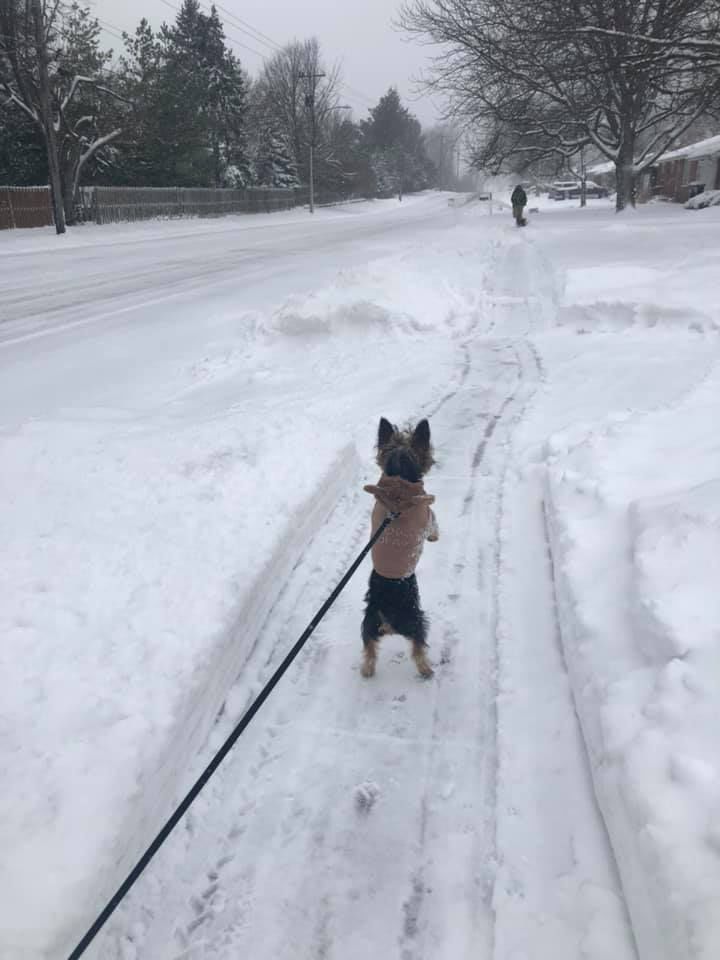 Walks in the snow!